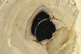 Petrified Wood (Tropical Hardwood) Slab - Indonesia #289037-1